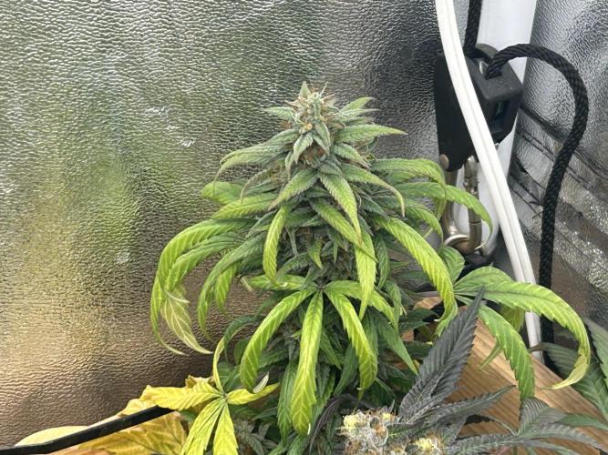 RQS - Tropicana Cookies Purple. Week 24