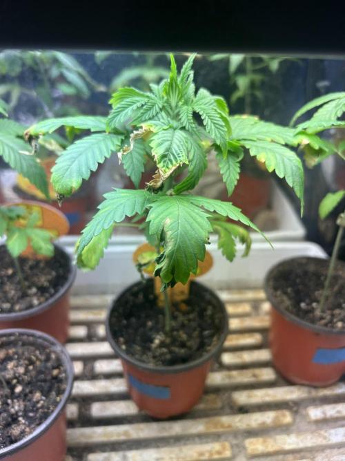 OSS - Papaya Stank. Week 4 - 7/18/26