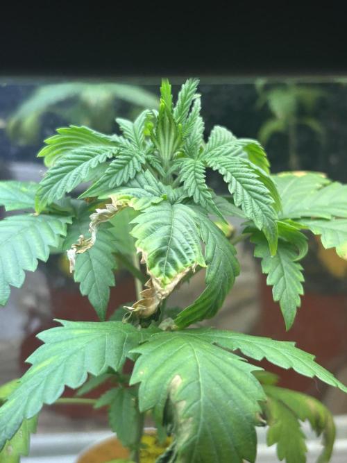 OSS - Papaya Stank. Week 4