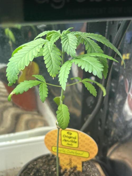 OSS - Purple Overload. Week 4
