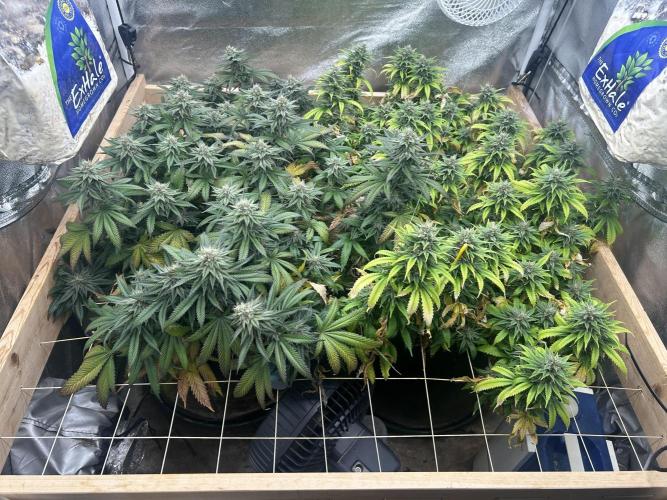 WSE - Sour Diesel. Week 26 - 7/25/26