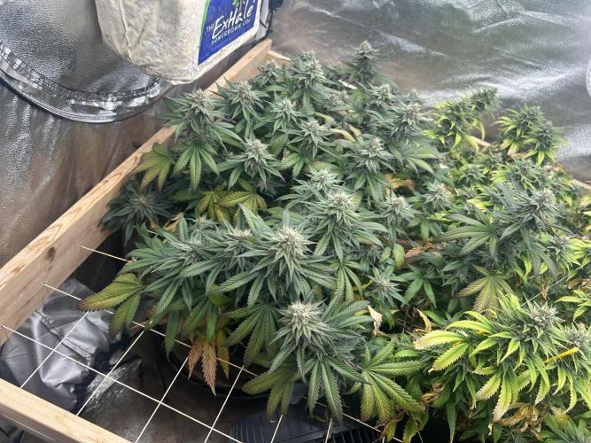 WSE - Sour Diesel. Week 26