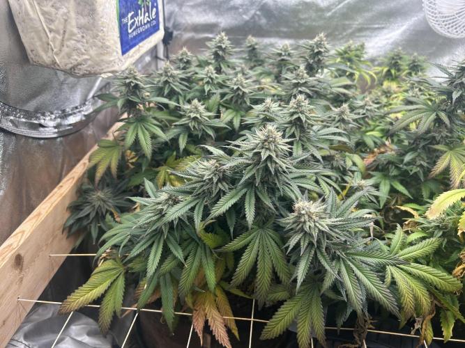 WSE - Sour Diesel. Week 26