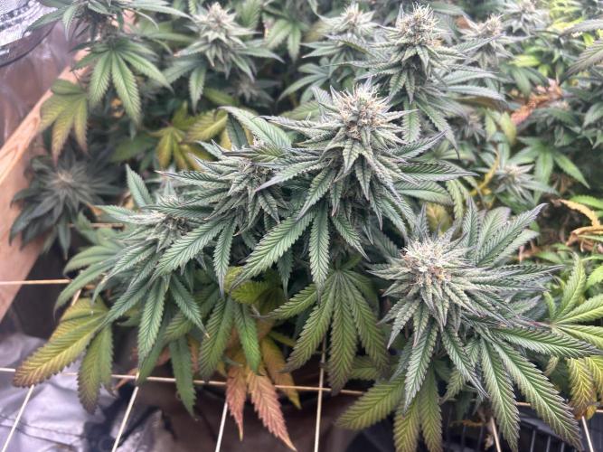 WSE - Sour Diesel. Week 26