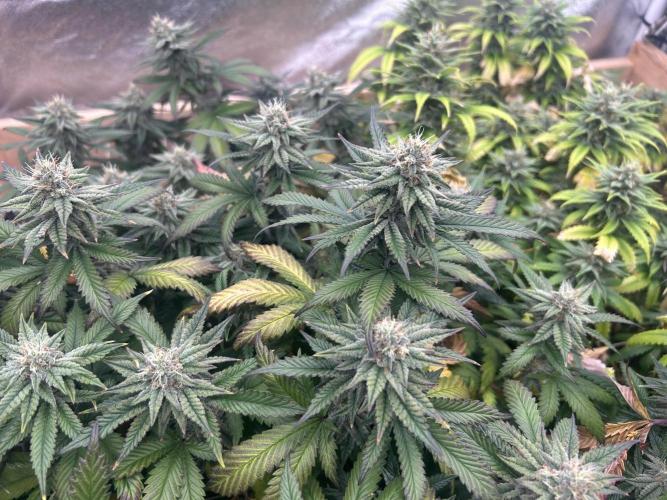 WSE - Sour Diesel. Week 26