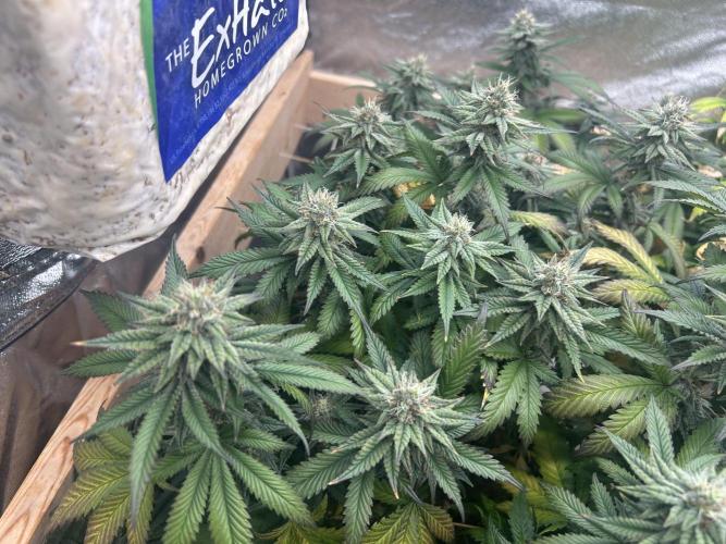WSE - Sour Diesel. Week 26