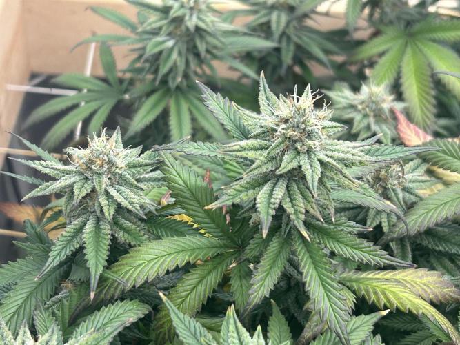 WSE - Sour Diesel. Week 26