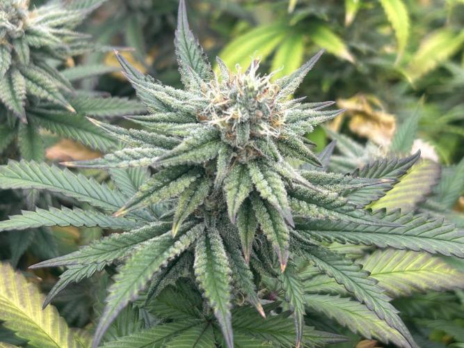 WSE - Sour Diesel. Week 26