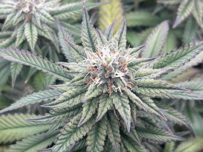 WSE - Sour Diesel. Week 26