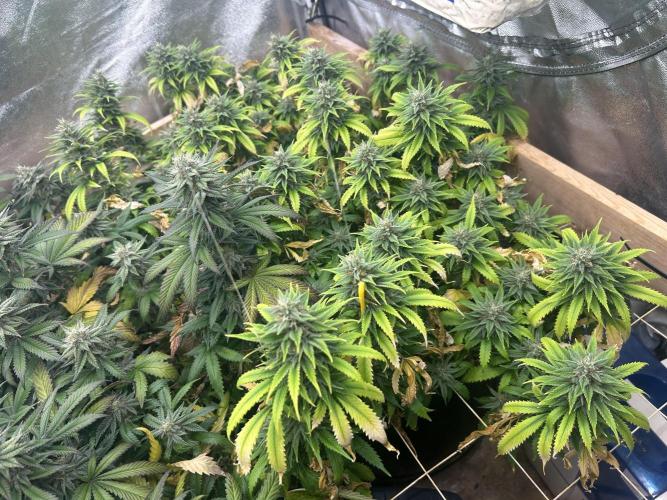 WSE - NYC Diesel. Week 26