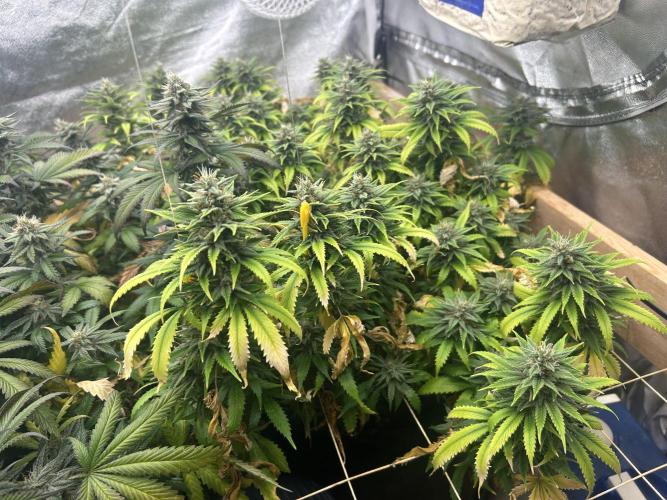 WSE - NYC Diesel. Week 26