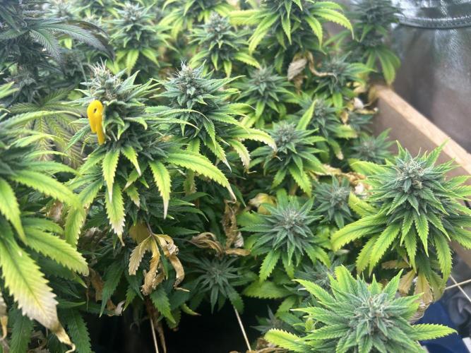 WSE - NYC Diesel. Week 26