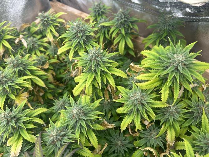 WSE - NYC Diesel. Week 26