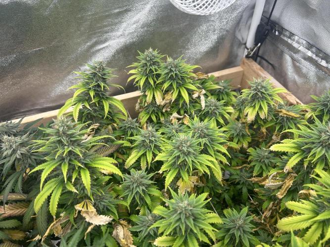 WSE - NYC Diesel. Week 26
