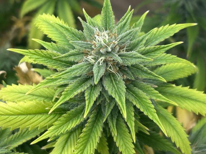 WSE - NYC Diesel. Week 26