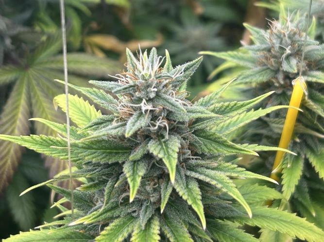 WSE - NYC Diesel. Week 26