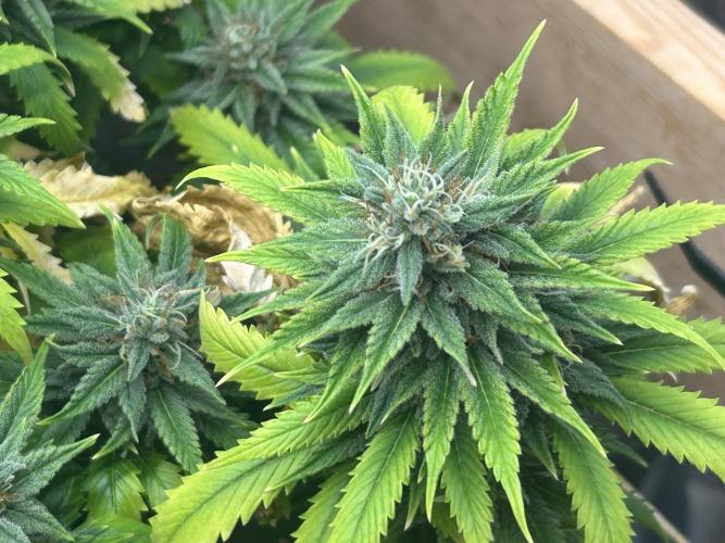 NYC Diesel . Week 26