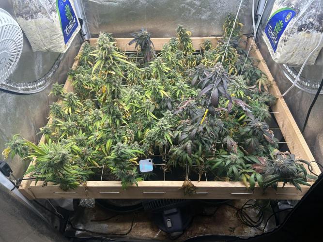 HS - Purple Kush. Week 26 - 7/25/26