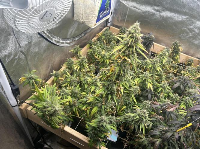 HS - Purple Kush. Week 26