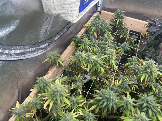 HS - Purple Kush. Week 26