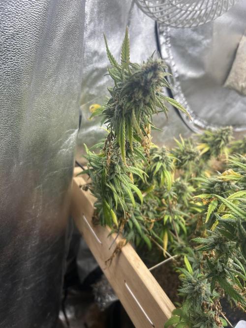HS - Purple Kush. Week 26