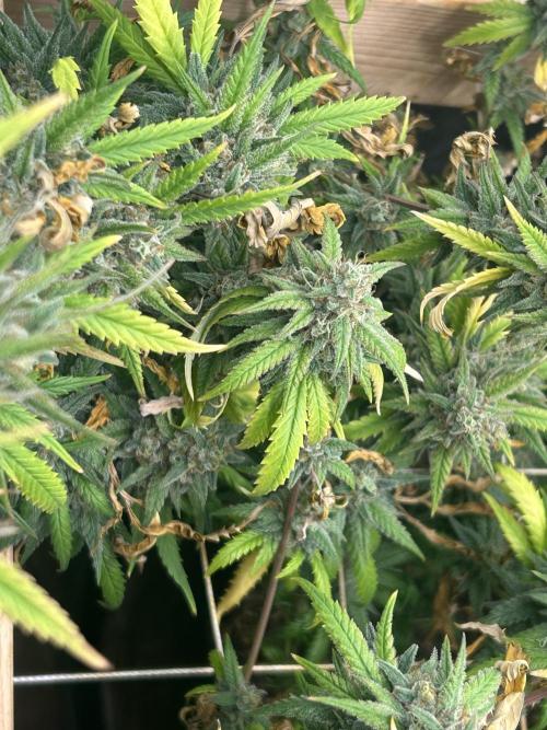 HS - Purple Kush. Week 26