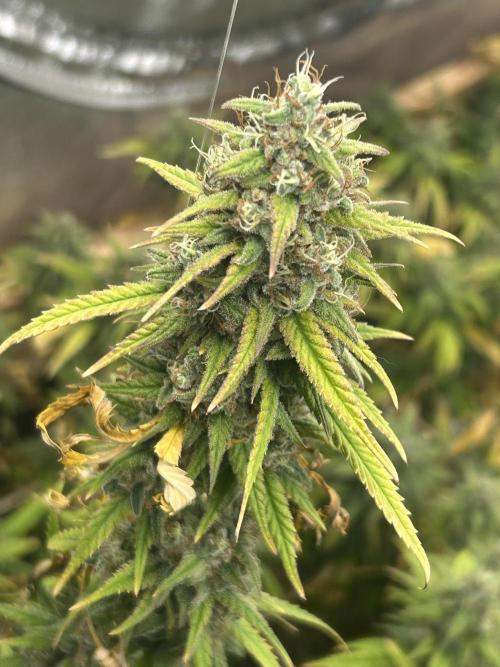 HS - Purple Kush. Week 26
