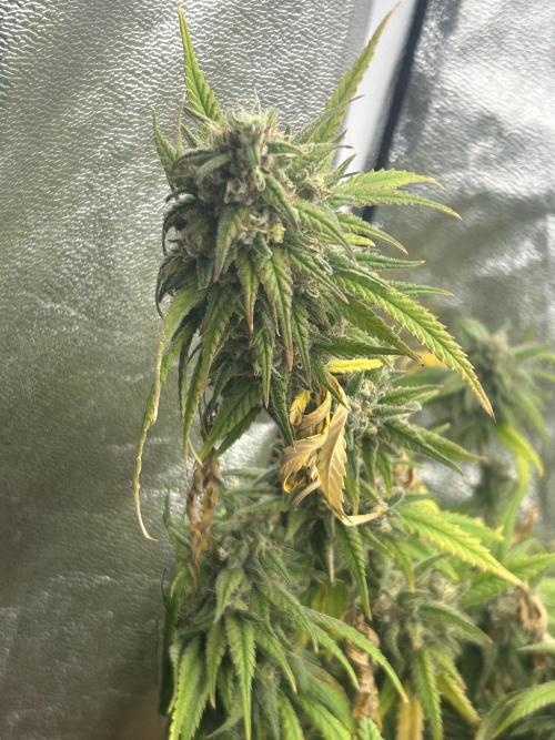 HS - Purple Kush. Week 26