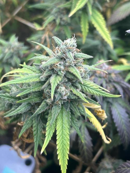 HS - Purple Kush. Week 26