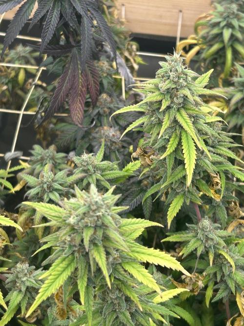 HS - Purple Kush. Week 26