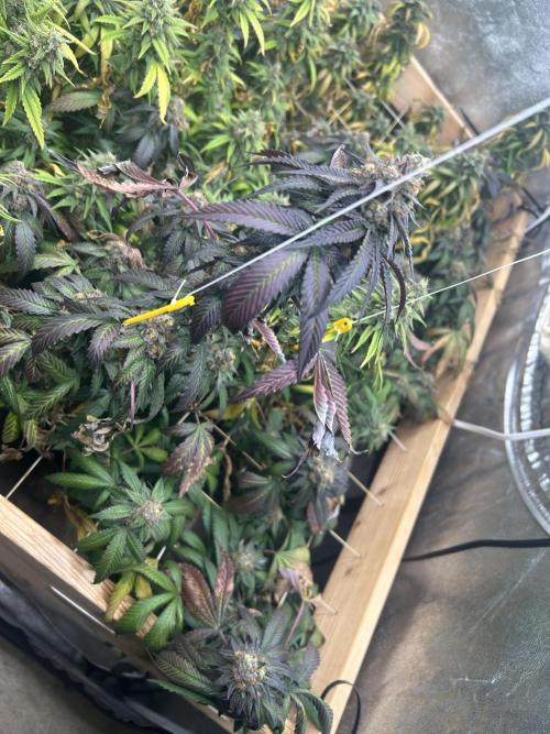 RQS - Gelato 44. Week 24