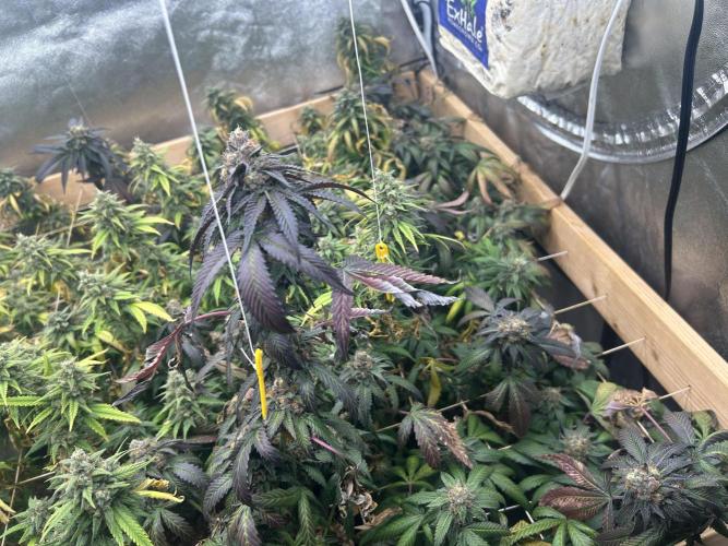 RQS - Gelato 44. Week 24