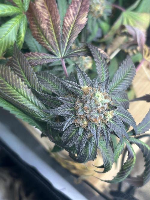 RQS - Gelato 44. Week 24