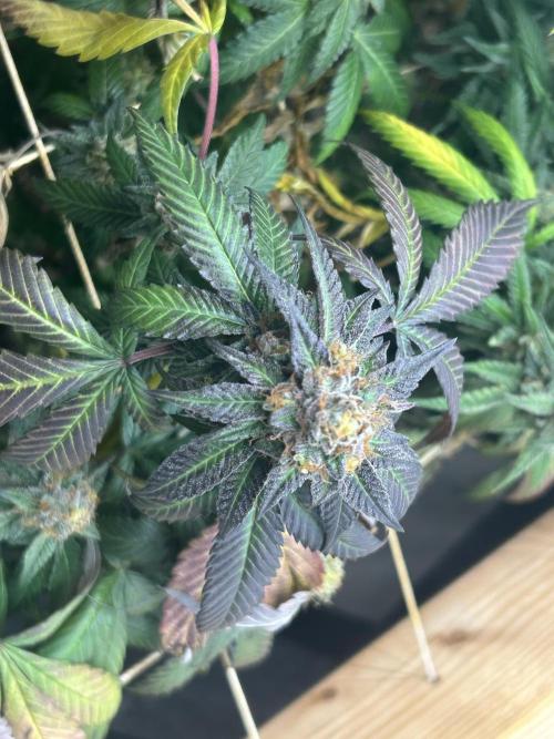 RQS - Gelato 44. Week 24