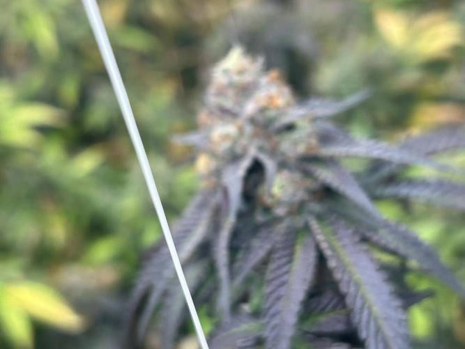 RQS - Gelato 44. Week 24