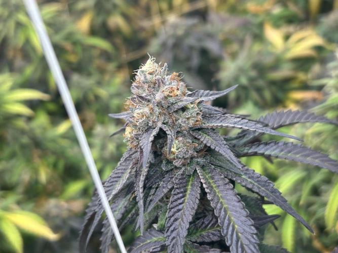 RQS - Gelato 44. Week 24