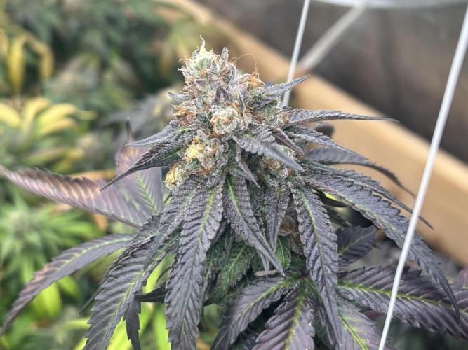 RQS - Gelato 44. Week 24
