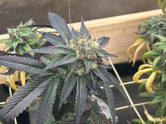 RQS - Gelato 44. Week 24