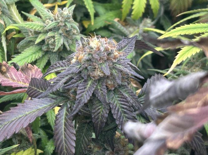 RQS - Gelato 44. Week 24