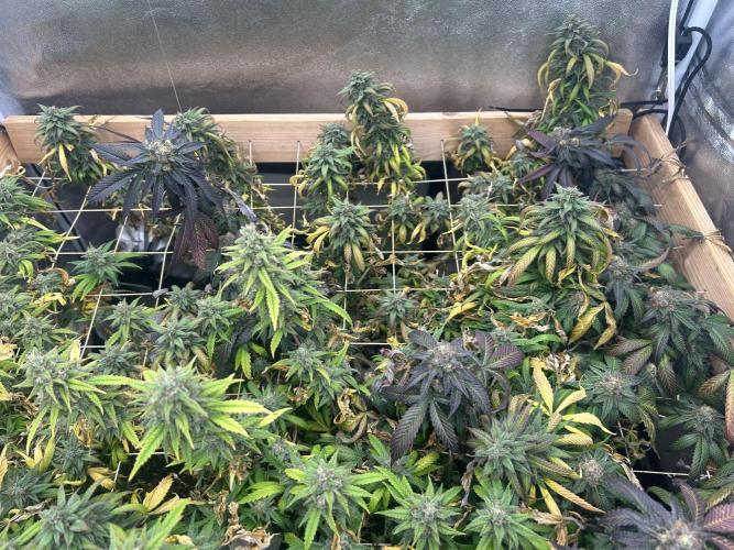 RQS - Tropicana Cookies Purple. Week 25