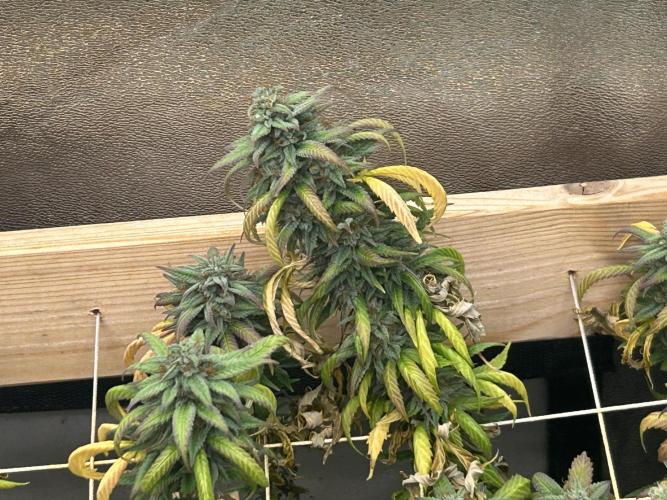 RQS - Tropicana Cookies Purple. Week 25