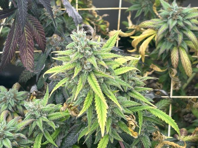 RQS - Tropicana Cookies Purple. Week 25