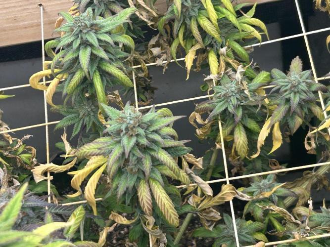 RQS - Tropicana Cookies Purple. Week 25