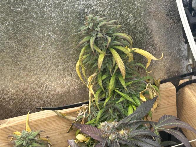 RQS - Tropicana Cookies Purple. Week 25