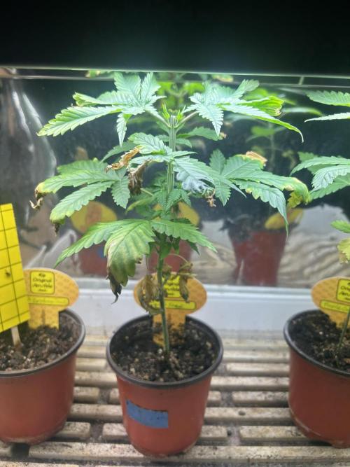 OSS - Papaya Stank. Week 5 - 7/25/26