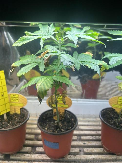 OSS - Papaya Stank. Week 5