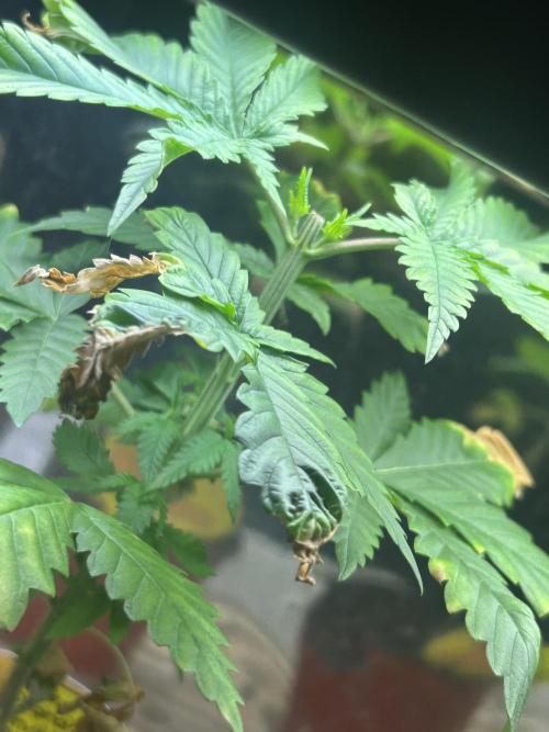 OSS - Papaya Stank. Week 5