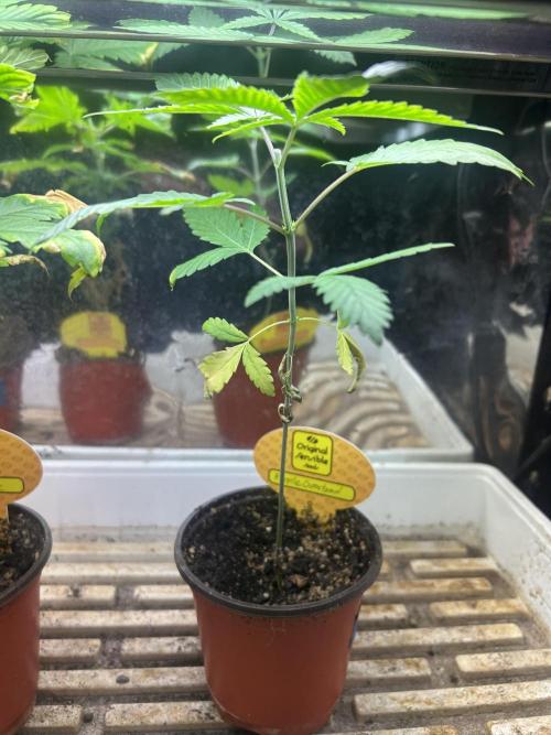 OSS - Purple Overload. Week 5 - 7/25/26