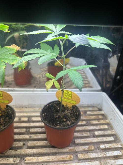 OSS - Purple Overload. Week 5