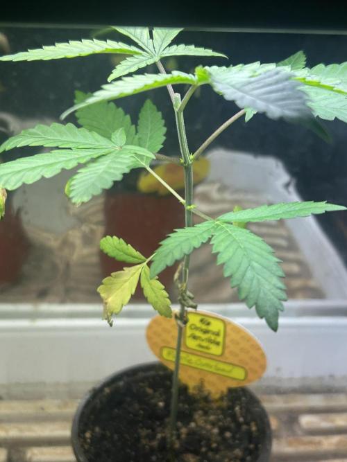 OSS - Purple Overload. Week 5